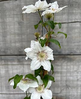 Clematis 'Destiny' Pot 2 Liter