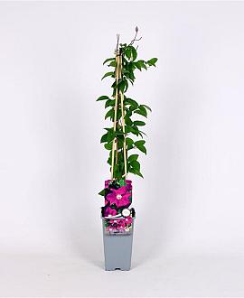 Clematis 'Ernest Markham' Pot 2 Liter