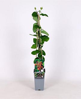 Lonicera brownii 'Dropmore Scarlet' Pot 2 Liter