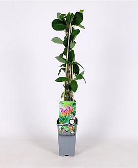 Lonicera heckr. 'Goldflame' Pot 2 Liter