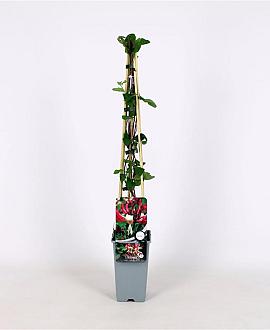 Lonicera per. 'Serotina' Pot 2 Liter