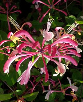 Lonicera per. 'Serotina' Pot 2 Liter