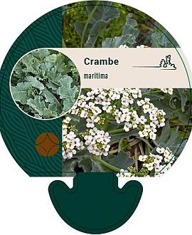 Crambe maritima Pot 9 cm