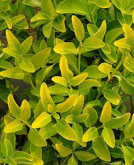 Euonymus japonicus 'El Dorado' Pot 2 Liter
