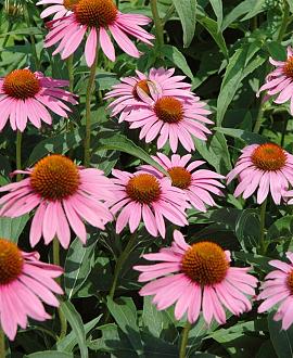Echinacea p. 'Augustkönigin' Pot 9 cm