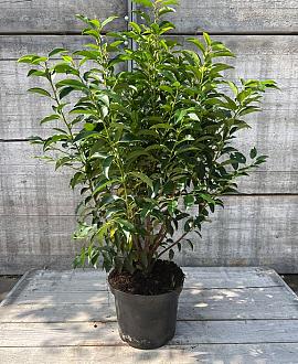 Prunus l. 'Angustifolia' Pot 10 liter 80 - 100 cm