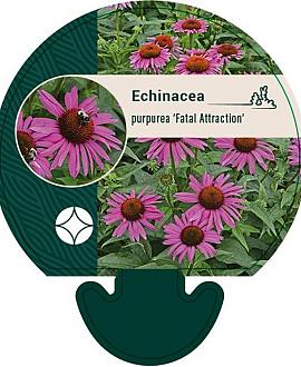 Echinacea p. 'Fatal Attraction' Pot 9 cm