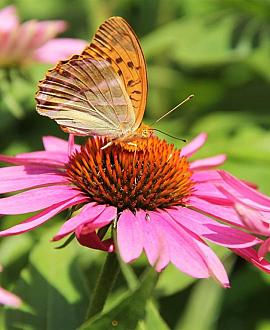 Echinacea p. 'Fatal Attraction' Pot 9 cm