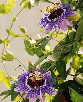 Passiflora caerulea -