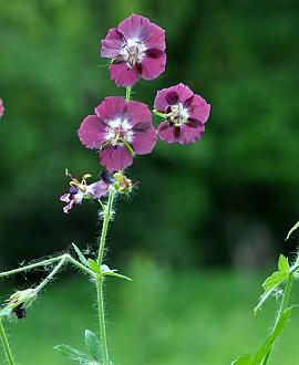 Geranium ph. 'Klepper' Pot 9 cm