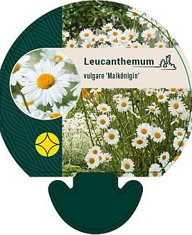 Leucanthemum vulgare 'Maikönigin' Pot 9 cm