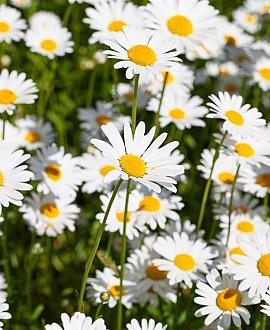 Leucanthemum vulgare 'Maikönigin' Pot 9 cm