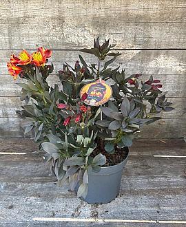 Alstroemeria Indian Summer Pot 5 Liter 