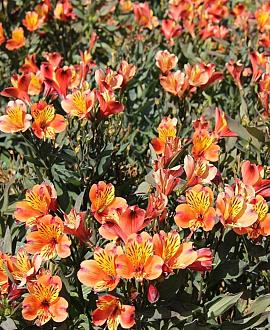 Alstroemeria Indian Summer Pot 5 Liter 