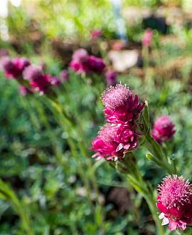 Antennaria dioica Pot 9 cm