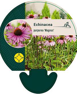 Echinacea p. 'Little Magnus' Pot 9 cm
