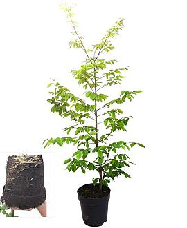 Carpinus betulus 125 - 150 cm