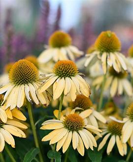 Echinacea 'Sunrise' Pot 9 cm