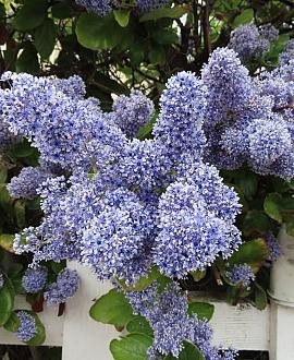 Ceanothus del. 'Gloire de Versaille Pot 2 Liter
