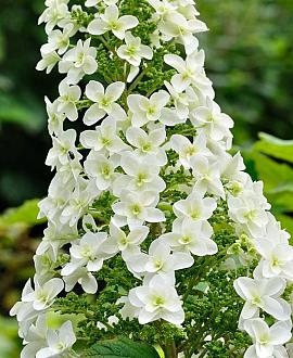 Hydrangea querc. Snow Queen Pot 2 Liter