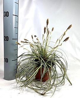 Carex oshim. 'Evergold' Pot 11 cm
