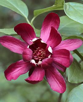 Calycanthus 'Aphrodite' Pot 3 Liter 50 - 60 cm