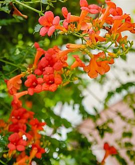 Campsis tagliab. 'Indian Summer' Pot 2 Liter