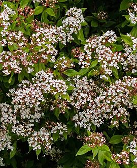Viburnum tin. 'Eve Price' Pot 18 liter 80 - 100 cm