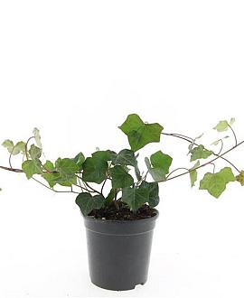 Hedera hibernica Pot 1,5 liter