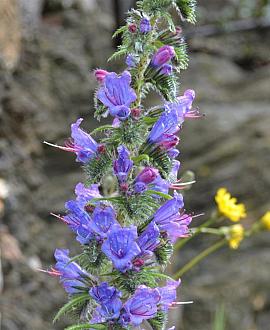 Echium vulgare Pot 9 cm