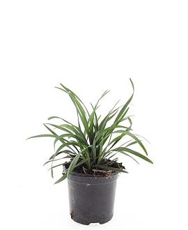 Liriope muscari 'Big Blue' Pot 1,5 liter