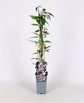 Clematis 'Elizabeth' Pot 2 Liter