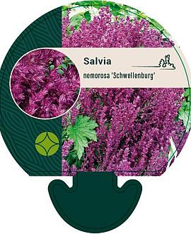 Salvia nem. 'Schwellenburg' Pot 9 cm