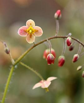 Epimedium cantabrigiense Pot 9 cm