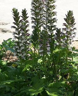 Acanthus mollis Pot 2 Liter