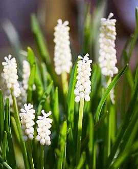 Liriope muscari 'Monroe White' Pot 2 Liter