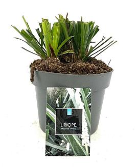 Liriope muscari 'Monroe White' Pot 2 Liter