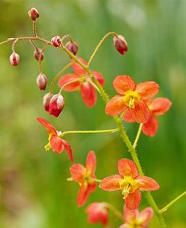 Epimedium pubigerum 'Orangekönigin' Pot 9 cm