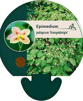 Epimedium pubigerum 'Orangekönigin' Pot 9 cm