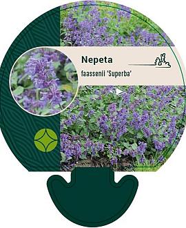 Nepeta faassenii 'Superba' Pot 9 cm