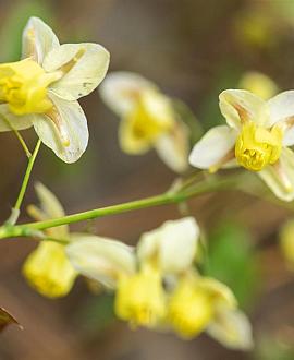 Epimedium versic. 'Sulphureum' Pot 9 cm