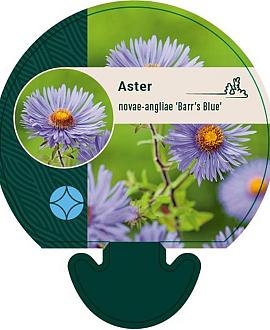Aster n.-a. 'Barr's Blue' Pot 9 cm