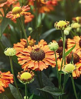 Helenium 'Rauchtopas' Pot 9 cm