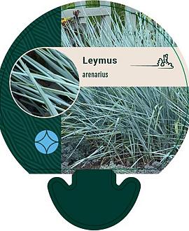 Leymus arenarius Pot 9 cm