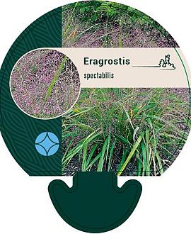 Eragrostis spectabilis Pot 9 cm