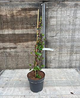 Hydrangea petiolaris Pot 5 Liter 60 - 80 cm
