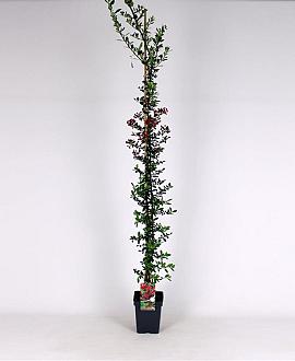 Pyracantha cocc. 'Red Column' Pot 5 Liter 150 - 175 cm