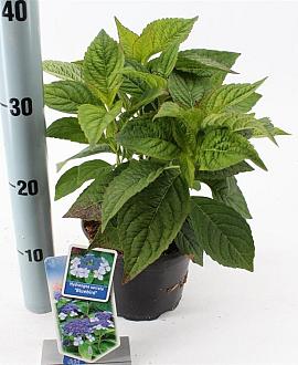 Hydrangea s. 'Bluebird' Pot 2 Liter