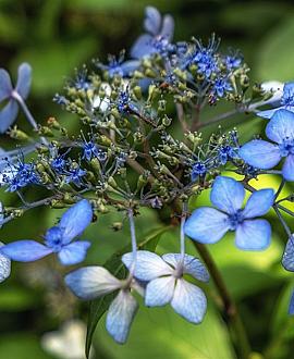 Hydrangea s. 'Bluebird' Pot 2 Liter