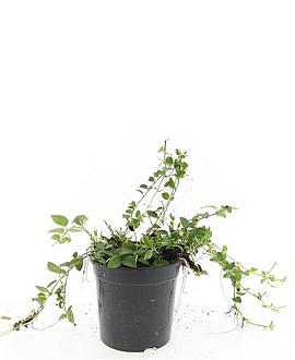 Vinca minor 'Alba' Pot 1,5 liter